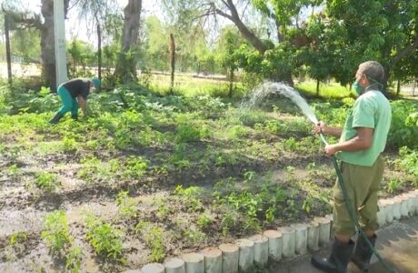 Organopónico en centro de elaboración de alimentos de Guantánamo