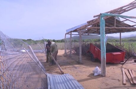 Laura destruye naves para animales en municipio de Manuel Tames en Guantánamo