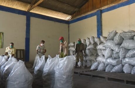 Comprometidos forestales guantanameros con producción de carbón vegetal