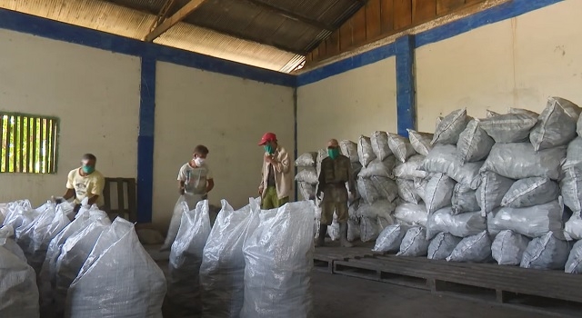 Comprometidos forestales guantanameros con producción de carbón vegetal