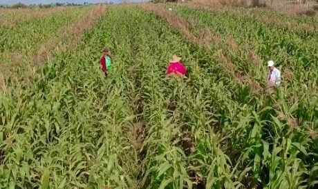 Producción de semilla hibrida, en Jarahueca, Yaguajay. Foto: Cortesía del doctor Mario Pablo Estrada