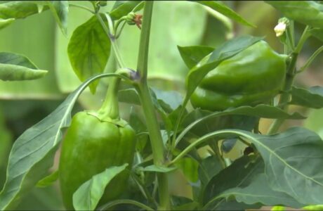 Guantánamo clasifica de Bien en la Agricultura Urbana