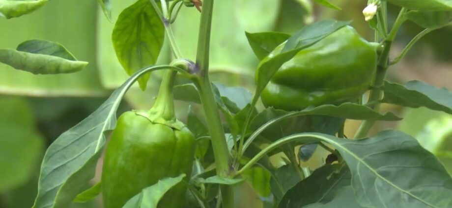 Guantánamo clasifica de Bien en la Agricultura Urbana