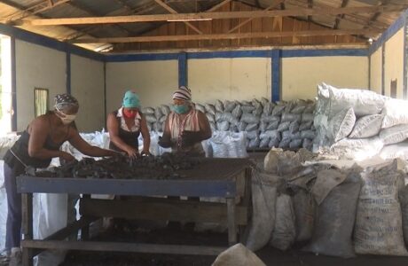 Comprometidos forestales guantanameros con producción de carbón vegetal