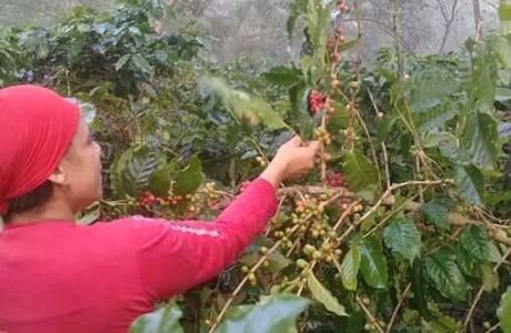 Lluvias aceleran maduración en cafetales de Yateras