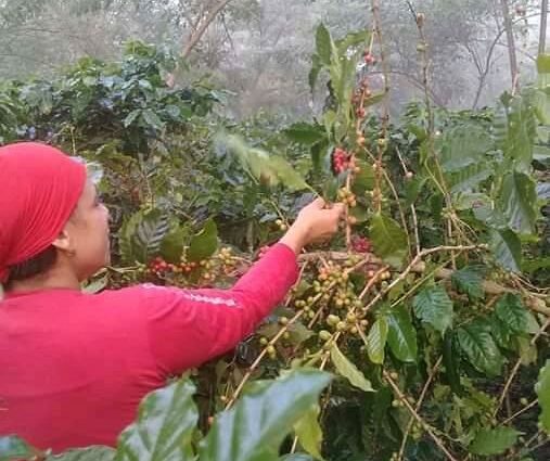 Lluvias aceleran maduración en cafetales de Yateras