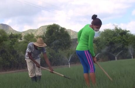 Aporta la agricultura familiar a la soberanía alimentaria