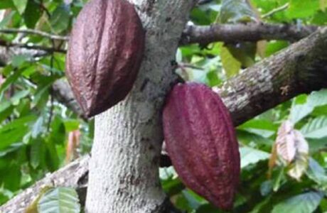 Impulsan exportación de cacao en Baracoa