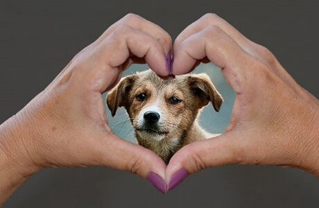 Cuba aprueba decreto ley de bienestar animal