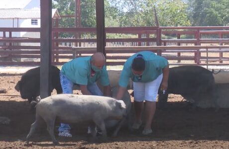 Medicina veterinaria cubana arriba sus 60 años