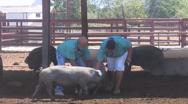 Medicina veterinaria cubana arriba sus 60 años