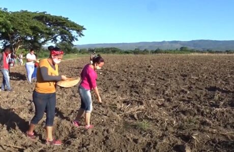 Benefician lluvias agricultura en Guantánamo