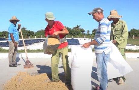 Crecen beneficios para trabajadores de la Empresa Agroforestal y Coco de Baracoa