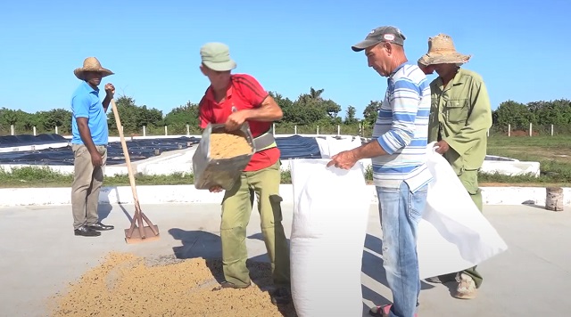 Crecen beneficios para trabajadores de la Empresa Agroforestal y Coco de Baracoa