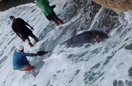 Aparece ballenato herido en Playa Caribe en Baracoa