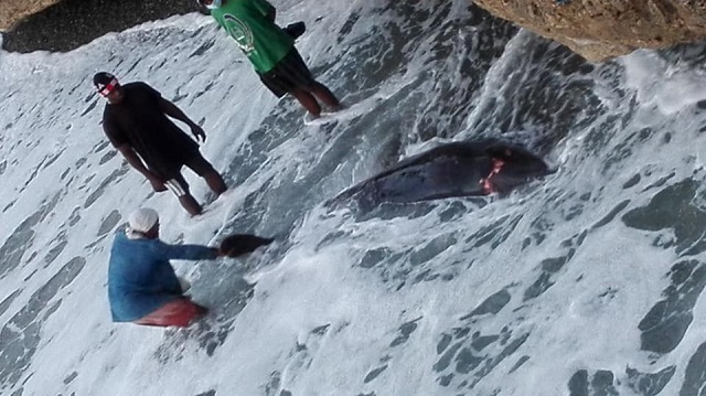 Aparece ballenato herido en Playa Caribe en Baracoa