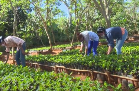 Manos de mujer cuidan posturas de café en el municipio de Maisí, en Guantánamo