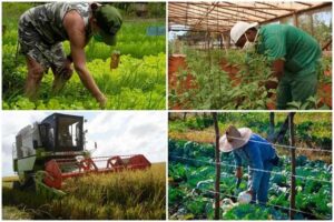 Agricultura urbana, un movimiento a favor de la producción de alimentos