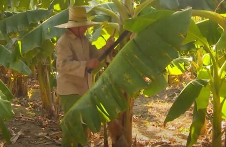 Producción de alimentos en la mira de productores de San Antonio del Sur