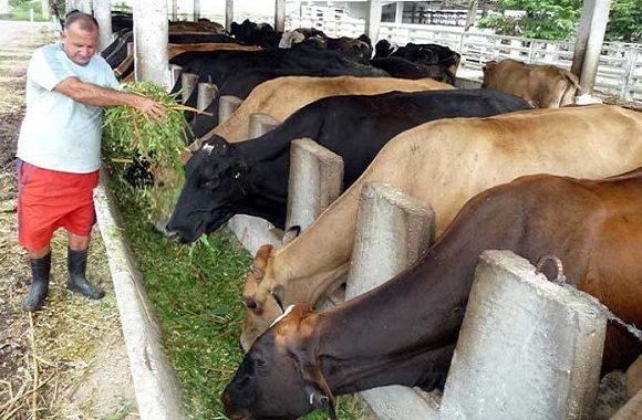 Gaceta Oficial publica resolución que autoriza comercialización de carne bovina, leche y derivados