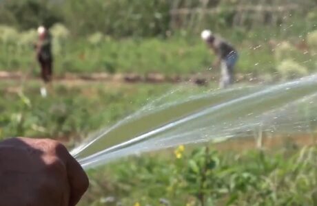 Positivo impacto en Baracoa de nuevas medidas implementadas en el sector agrícola