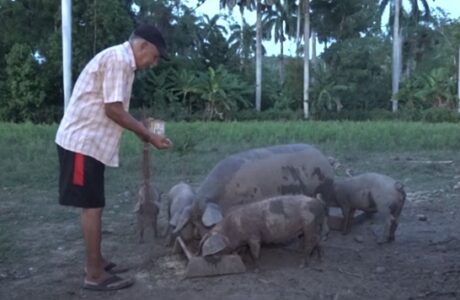 Incentivan en Baracoa crianza de cerdo criollo