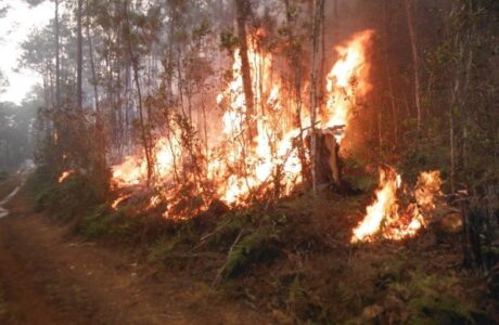 Controlan reavivado foco de incendio forestal en el Parque Humboldt