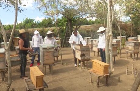 Avanza proyecto con abejas reinas en Centro de Desarrollo de la Montaña