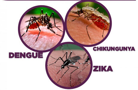 El mosquito aedes aegypti también en la mira de los guantanameros