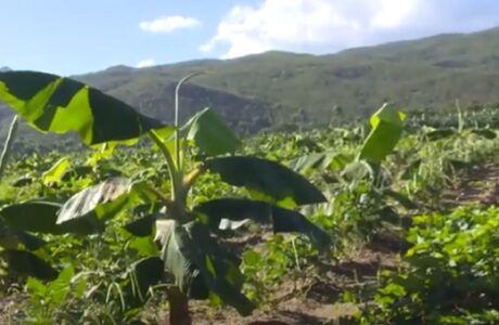 Exhibe resultados en Imías la agricultura en secano