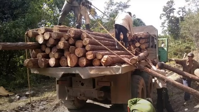 Intenso accionar de agroforestales de Maisí