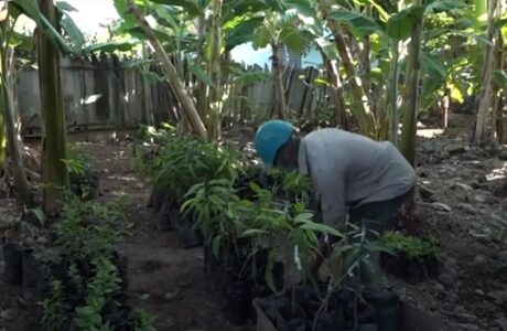 Horticultor baracoense aplica con éxito la ciencia en la agricultura