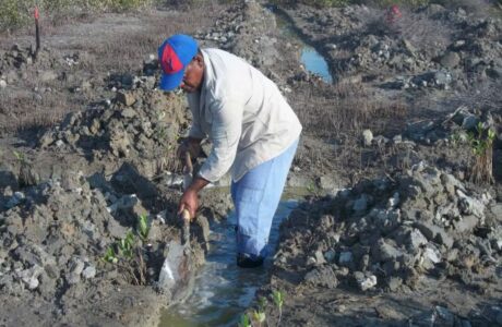 Avanza en Caimanera recuperación de manglares