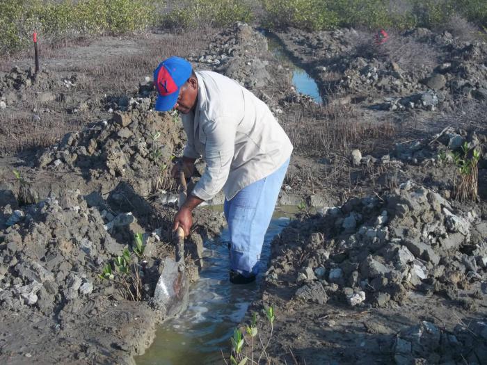 Avanza en Caimanera recuperación de manglares