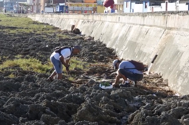 Baracoa: preservación del medio ambiente