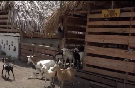 Finca La Emilia en Baracoa exhibe resultados en la producción de alimentos