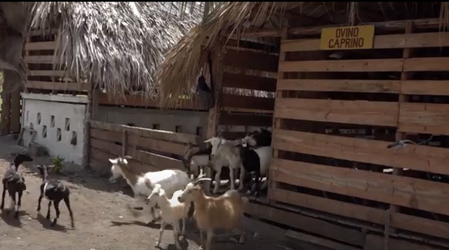 Finca La Emilia en Baracoa exhibe resultados en la producción de alimentos