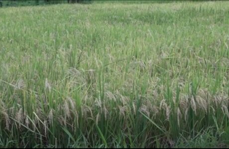 Impulsan en Baracoa siembra de arroz