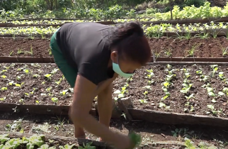 Desde Salto del Toa en Baracoa, un decisivo aporte a la producción de alimentos