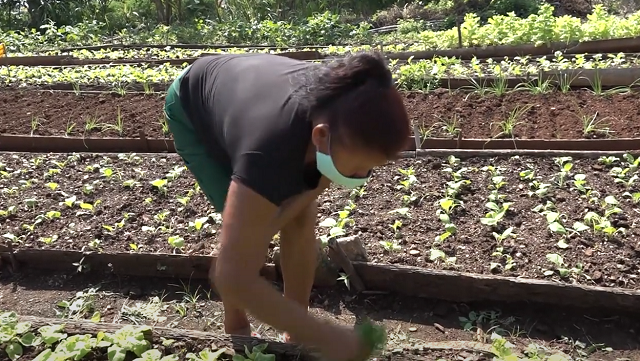 Desde Salto del Toa en Baracoa, un decisivo aporte a la producción de alimentos