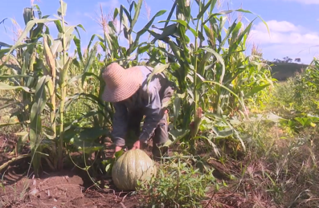 Lluvias benefician agricultura en Guantánamo