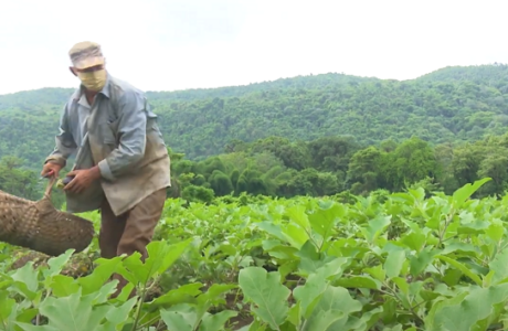 APOCOOP; una apuesta por el desarrollo agrícola de Guantánamo