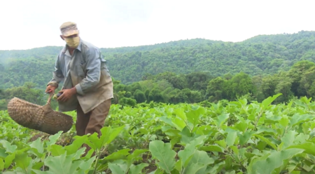 APOCOOP; una apuesta por el desarrollo agrícola de Guantánamo