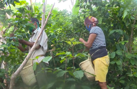 Avanza cosecha cafetalera en Guantánamo