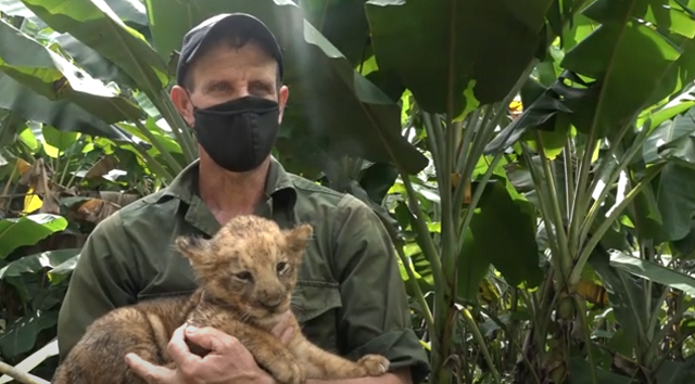 King, primer león nacido en cautiverio en zoológico de Baracoa