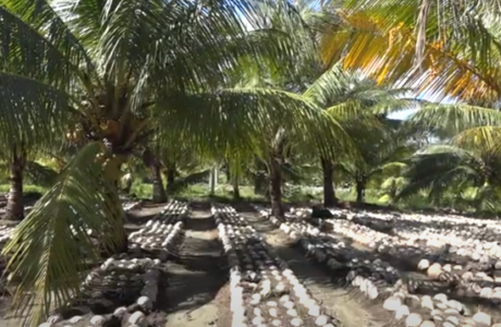 A buen ritmo siembra de posturas de coco en vivero baracoense