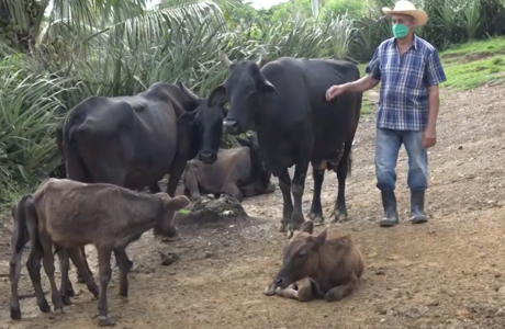 Alberto Morgado Lahens: ejemplo de soberanía alimentaria en Baracoa