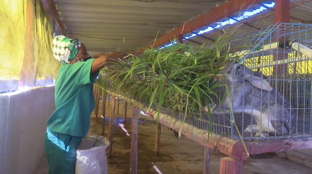 Autoabastecimiento local en la prioridad de los productores guantanameros