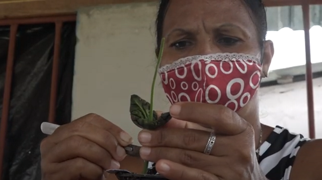 Producen posturas injertadas de cacao en centro especializado de Baracoa