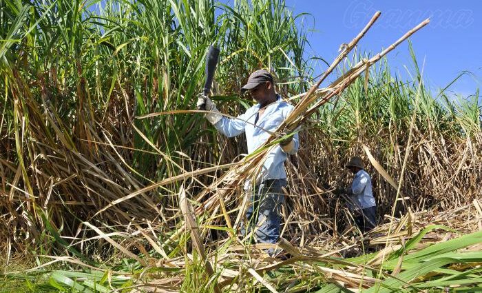 Colectivos cañeros en Guantánamo listos para la zafra azucarera